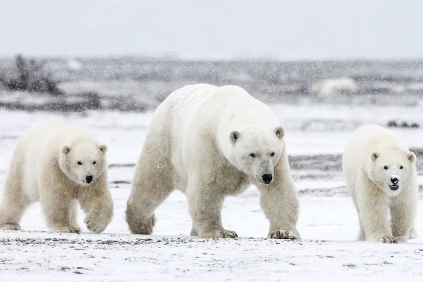 Белый Медведь Северный Арктический Хищник Белый Медведь Естественной Среде Обитания — стоковое фото