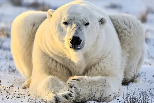 Urso Polar Predador Ártico Norte Urso Polar Habitat Natural — Fotografia de Stock