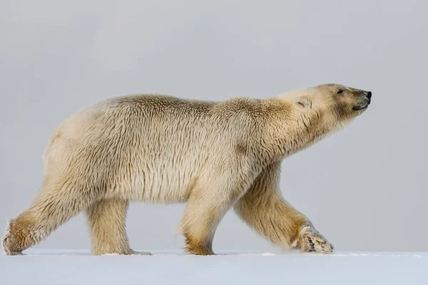 Isbjörn Norra Arktiska Predator Isbjörn Naturliga Livsmiljö — Stockfoto