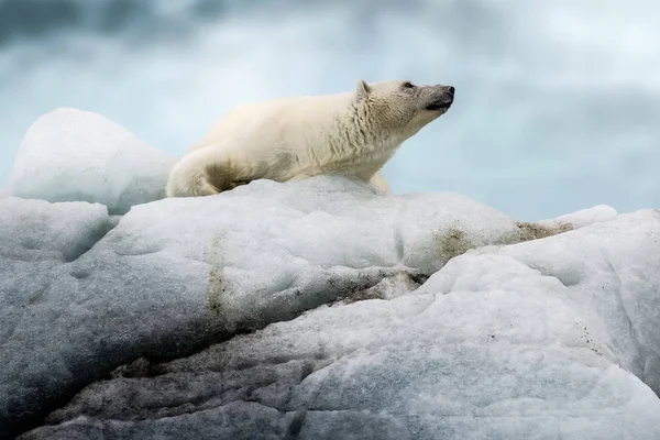Niedźwiedź Polarny Północnej Arktyczny Drapieżnik Niedźwiedź Polarny Naturalnym Środowisku — Zdjęcie stockowe