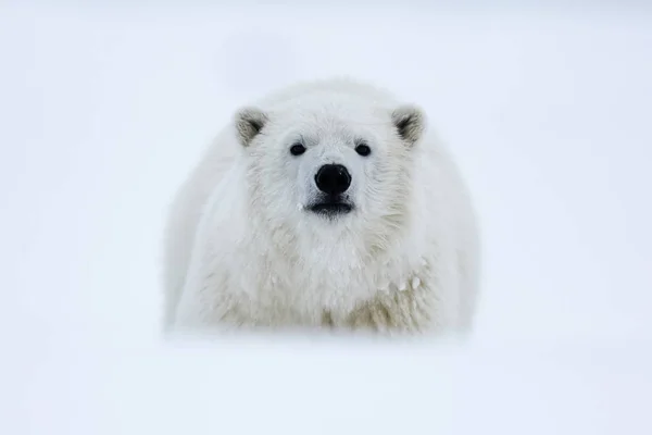 Oso Polar Depredador Ártico Del Norte Oso Polar Hábitat Natural — Foto de Stock
