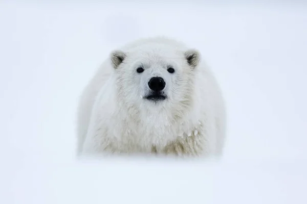 Oso Polar Depredador Ártico Del Norte Oso Polar Hábitat Natural —  Fotos de Stock