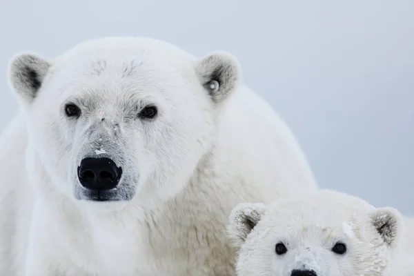 Niedźwiedź Polarny Północnej Arktyczny Drapieżnik Niedźwiedź Polarny Naturalnym Środowisku — Zdjęcie stockowe