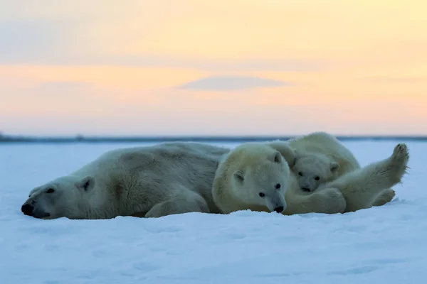 Oso Polar Depredador Ártico Del Norte Oso Polar Hábitat Natural — Foto de Stock