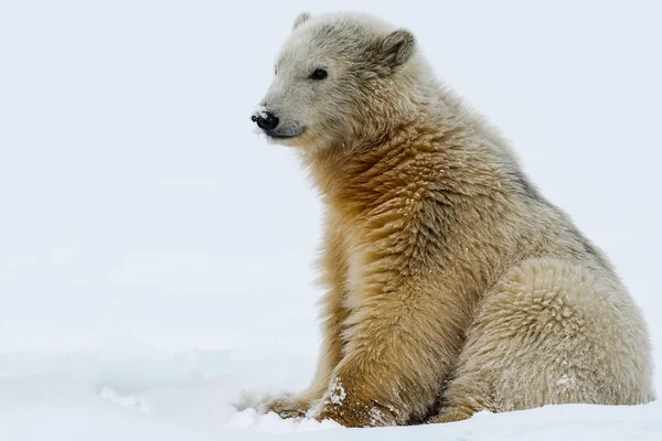 Polar Bear Északi Sarkvidéki Ragadozó Jegesmedve Természetes Élőhelyét — Stock Fotó