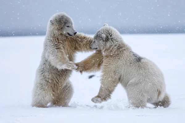 Orso Polare Predatore Artico Settentrionale Orso Polare Habitat Naturale — Foto Stock