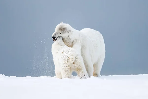 Oso Polar Depredador Ártico Del Norte Oso Polar Hábitat Natural Fotos De Stock Sin Royalties Gratis