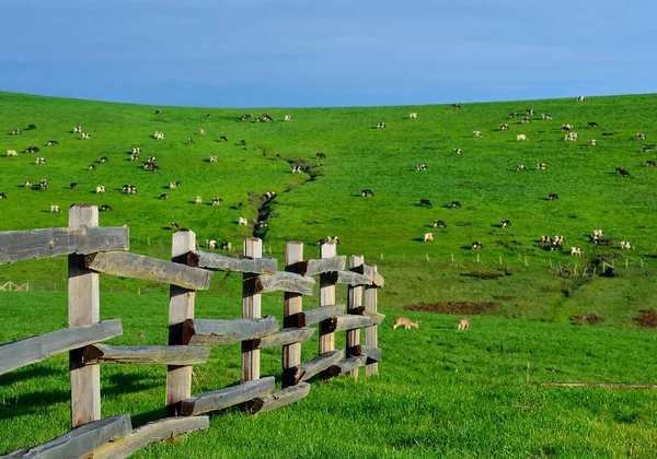 Baca Rock yol bakar, Reyes Milli Seashore noktası üzerinden bir mera görünümünü.