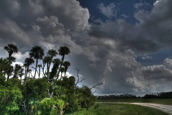 Palm Hängmatta Med Hotande Moln Bakgrunden Orlando Wetlands Park Jul — Stockfoto