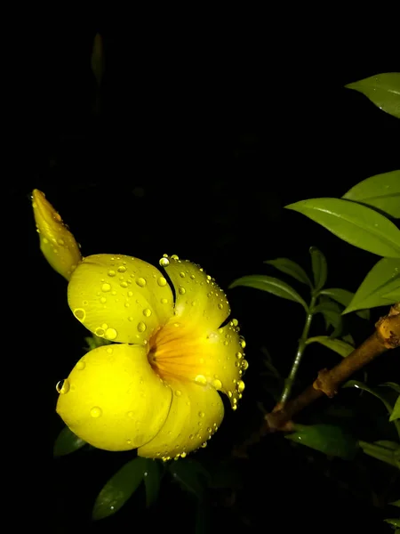 Schöner Wassertropfen Gelber Jessaminblüte — Stockfoto