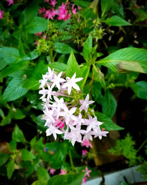 Violette Ixora Coccinea Blume — Stockfoto