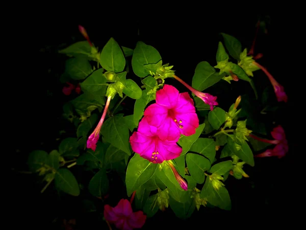 Mirabilis Jalapa Květ Noční Pohled Fialová Barevný Detailní Obrázek — Stock fotografie