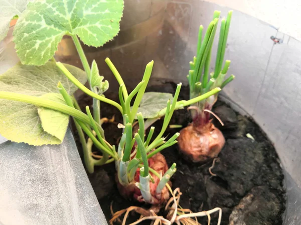 Güzel üç kırmızı soğan ve sebze bahçesinde bitki