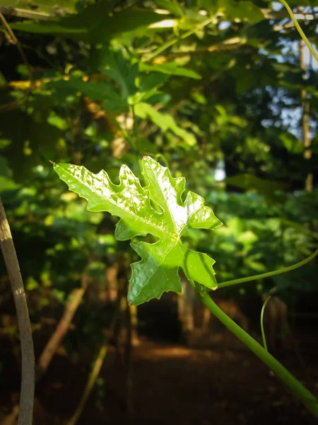 Green Grape Leaf In Plant — Stock Photo, Image