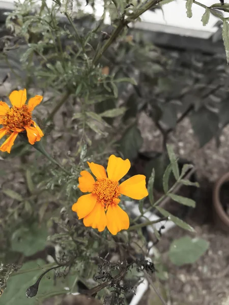 Hermosa flor de Jamanthi —  Fotos de Stock