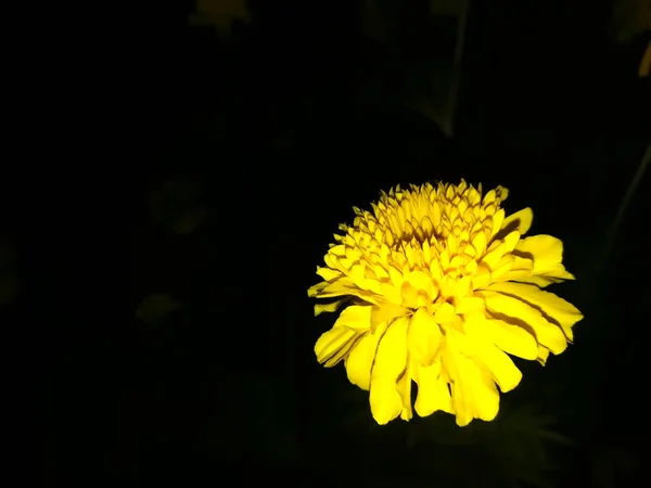 Nádherná Jamanthi Flower — Stock fotografie