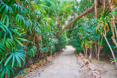 Manial Palace İngilizce Bahçe, Kahire, Mısır gür yeşil avuç arasında dar patika.