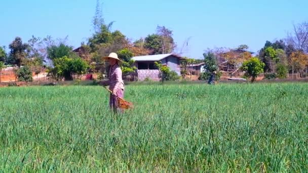 Hum Pho Myanmar Febrero 2018 Joven Trabaja Campo Ajo Rociando — Vídeos de Stock