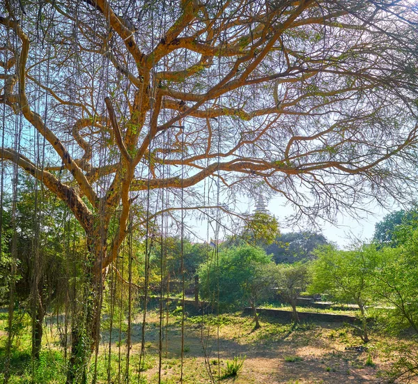 Hermoso Árbol Expansión Con Raíces Aéreas Ubicado Parque Arqueológico Bagan —  Fotos de Stock