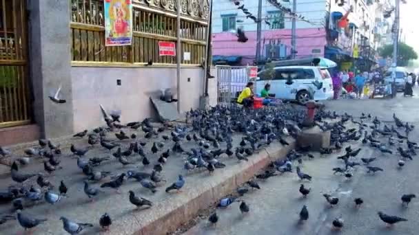 미얀마 2018 비둘기의 인디아 근처에 힌두교 사원에서 거리를 양곤에서에 사람들에 — 비디오