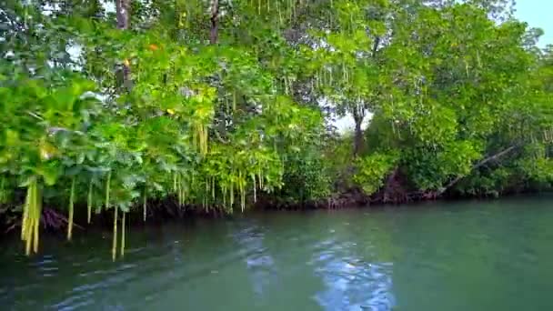 Explore Bosque Plantas Manglar Rojo Río Kangy Viajando Canoa Desde — Vídeo de stock