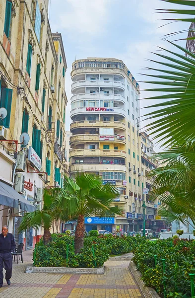 Александрия Эгипт Декабря 2017 Года Зеленые Пальмы Живописные Клумбы Крошечного — стоковое фото