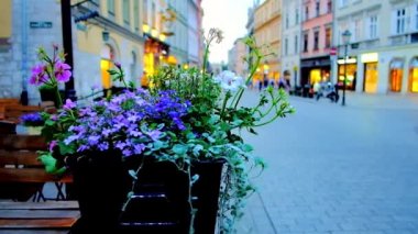 Old Town (Stare Miasto), Krakow, Polonya Grodzka Caddesi restoranda yaz terasında tencerede kır çiçekleri.
