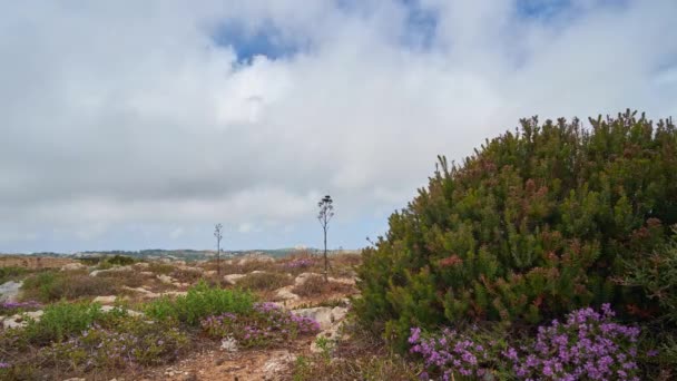 Wied Luq Κοιλάδα Καλύπτεται Buskett Κήπους Φυσική Περιοχή Δάση Σκληρόφυλλα — Αρχείο Βίντεο