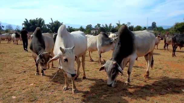 Heho Mianmar Fevereiro 2018 Três Vacas Zebu Paddock Famosa Feira — Vídeo de Stock