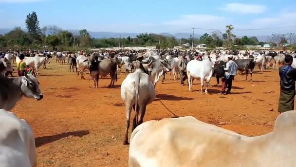 Heho Myanmar Febrero 2018 Mercado Ganadero Heho Una Atracción Turística — Vídeos de Stock