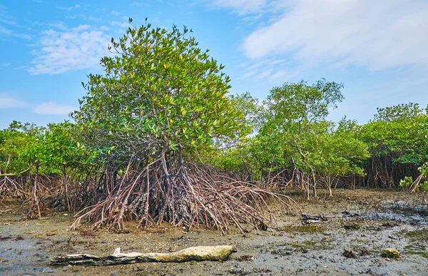 The mangrove plants with huge system of aerial roots, seen at low tide, Ngwesaung, Myanmar.