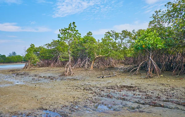 Mangrow Kreupelhout Langs Rivieroevers Naast Baai Van Bengalen Tijdens Ngwesaung — Stockfoto