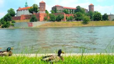 Arka planda, Krakow, Polonya Wawel Kalesi manzaralı Vistula Nehri kıyısında çim erkek havuzumda kalan.