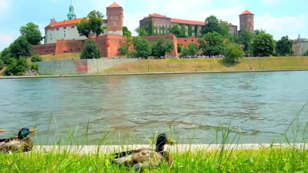 Los Ánades Reales Masculinos Descansan Hierba Orilla Del Río Vístula — Vídeo de stock