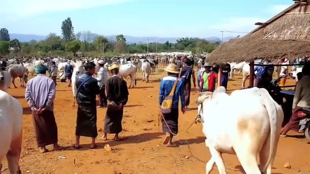 国内線にてヘーホー ミャンマー 2018 Zebu 牛と国内で 日のシャン州で有名な地元の牛を公正のパドックで水牛の羊飼い — ストック動画