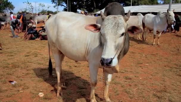 Heho Myanmar February 2018 Young Zebu Cow Paddock Cattle Fair — Stock Video