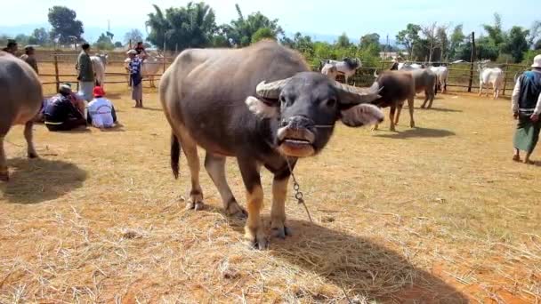 国内線にてヘーホー ミャンマー 2018 牛フェアは地元の観光名所 水牛および国内で 羊飼いによって守られて Zebu 牛を観ること — ストック動画