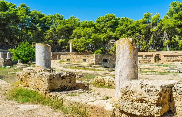 巨型圆形剧场的古董遗址 保存在迦太基 四周茂密的松树林 突尼斯 — 图库照片