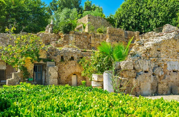 カルタゴ遺跡 チュニジアで旧式なローマ時代のヴィラの目の前でジューシーな緑 — ストック写真