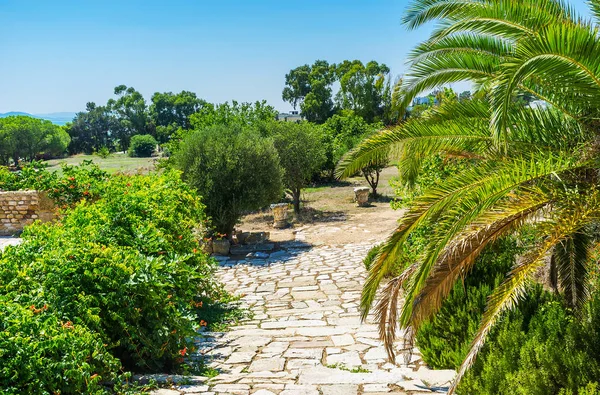 Walk Beautiful Green Gardens Antique Roman Villas Archaeological Site Carthage — Stock Photo, Image