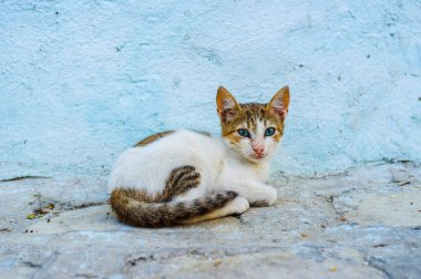 Küçük vahşi kedi yavrusu Sousse Medina, Tunus için mavi ev duvara oturur.