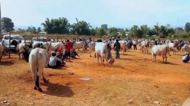 Heho, Myanmar - 19 Şubat 2018: Ziyaret adil ile zebu sığır ineklerin ve buffalos, bu olay çiftçiler arasında popüler ve 19 Şubat Heho içinde turistler, Inle Gölü doğa rezerv. 