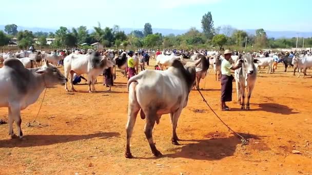 Heho 2018年2月19日 幼牛犊 瘤牛母牛和水牛在牛的土地公平地受欢迎的农业事件和旅游吸引力在山状态 在2月19日在 Heho — 图库视频影像