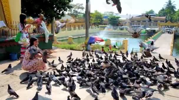 미얀마 2018 양곤에서에서 Wizaya Mahavijaya 연못과 비둘기의 무리를 — 비디오