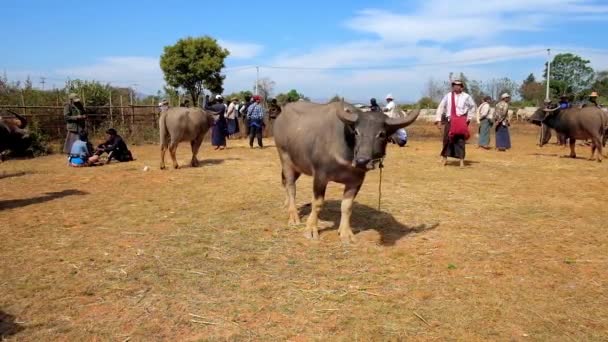 国内線にてヘーホー ミャンマー 2018 若い水牛牛市場 農家としばしば国内で 日にこの場所を訪れる観光客の間で人気の — ストック動画