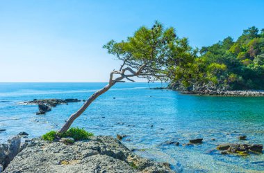 Savaş Phaselis Harbor, Türkiye'nin kayalık kıyısında ince yatırılmış çam ağacı.