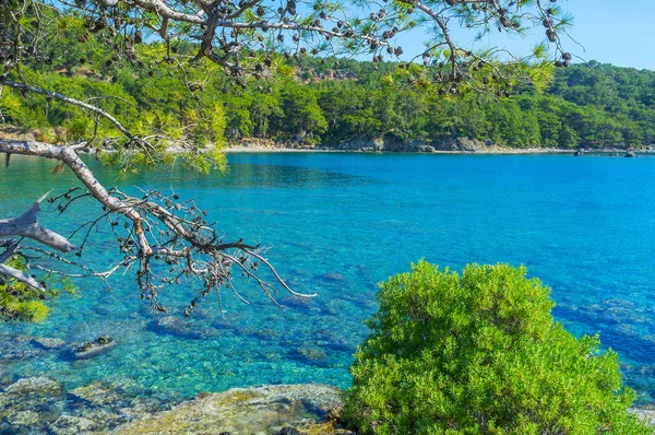 Vue Sur Port Azur Nord Phaselis Travers Les Branches Pin — Photo