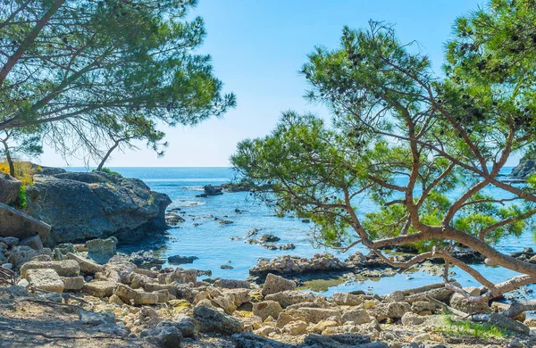 Mediterranean Coast Phaselis Old Spreading Pines View Boulders Antique Sea — Stock Photo, Image