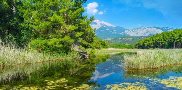 Relaxing atmosphere in pine forest at the foot of Tahtali Mount, that is reflected in waters of small river, surrounded by thickets of reed, Phaselis, Tekirova, Turkey.