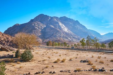 Sina Çölü, Mısır kasabalarda bağlanma yolu boyunca yeşil ağaçlar.